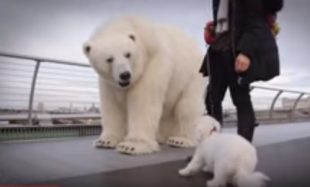 ACTIVACION-OSO-POLAR