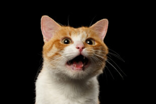 Gato con la boca abierta. Foto: Bigstock.