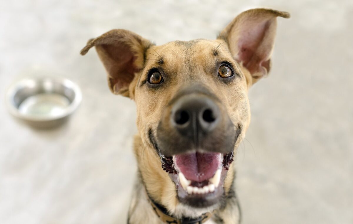 Perro contento. Foto: Bisgstock.