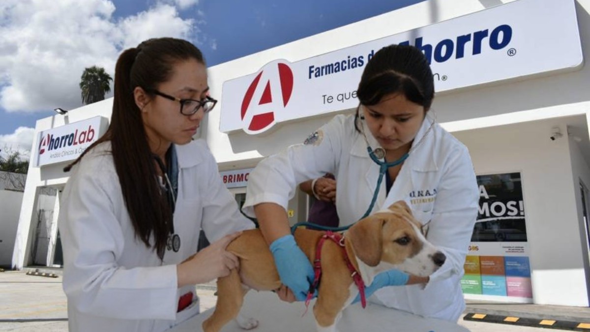 Farmacias del Ahorro da consultas gratis para mascotas