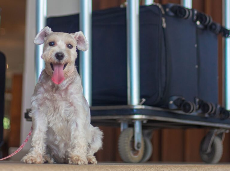 dia mundial perro viajar tips