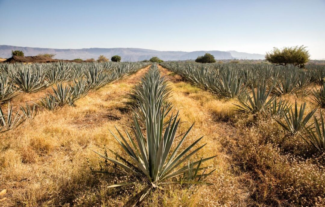 Día Internacional del Tequila International Tequila Day