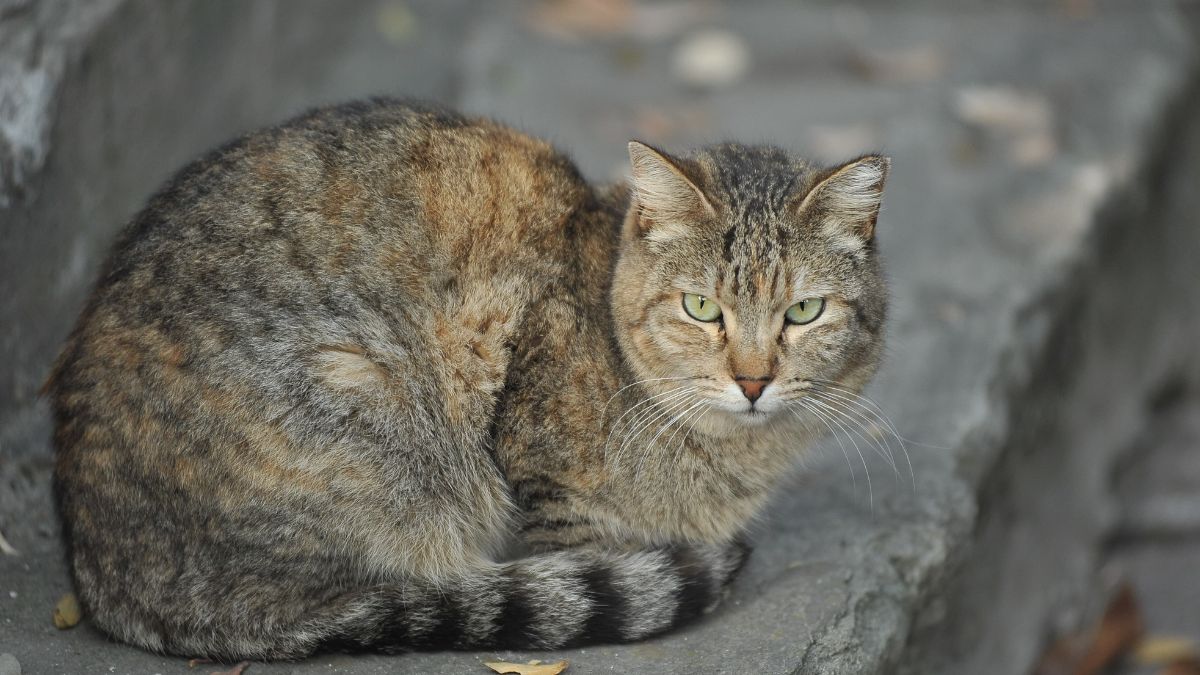 Dia del Gato 2025