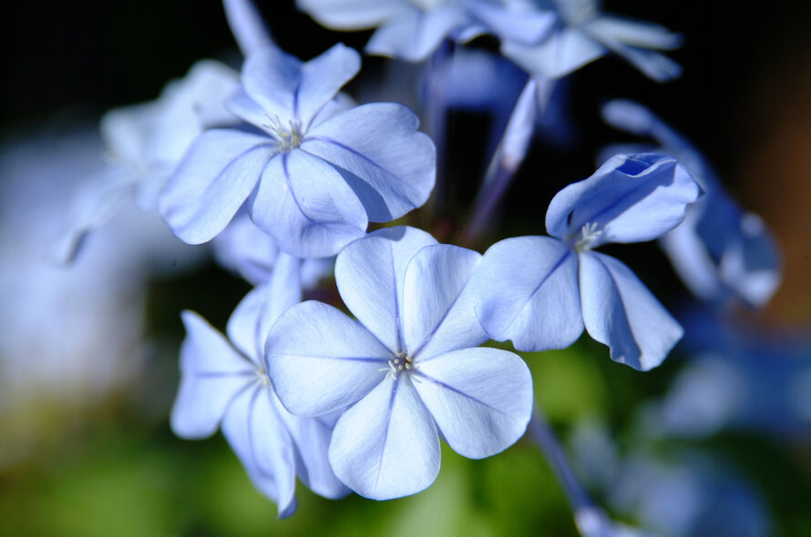 flores azules dia de novio