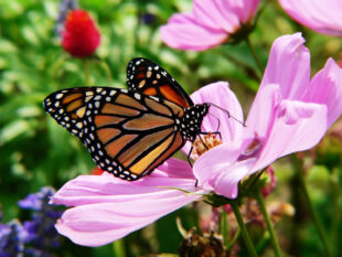 Mariposa Monarca. Foto: Bigstock