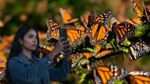 Mariposa Monarca. Imagen Gobierno de México y Gemini IA