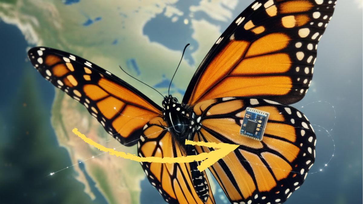 Migración de la mariposa monarca. Imagen Gemini IA, Canva
