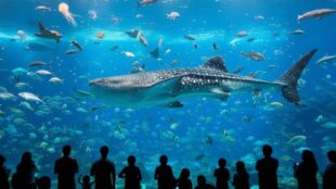 Acuario Michín CDMX. Imagen Gemini IA