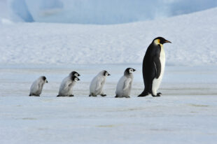 Día Mundial de la Concienciación de los Pingüinos. Foto: Bigstock