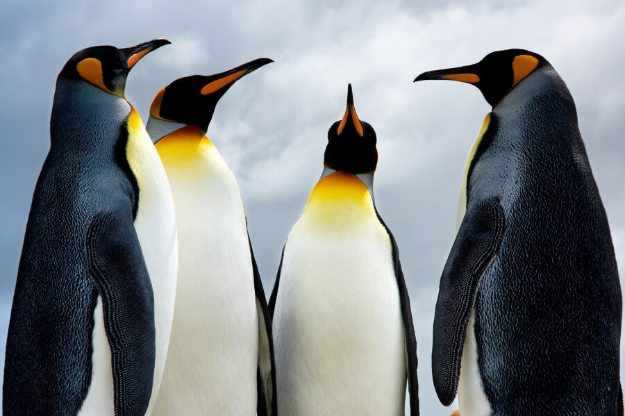 Día Mundial de la Concienciación por los Pingüinos. Foto: Bigstock